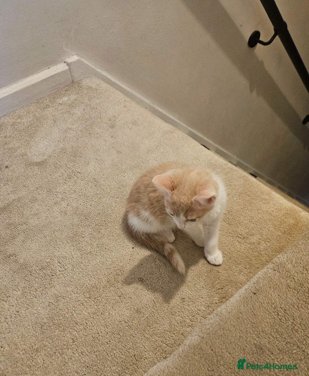 Mixed Breed cats for sale: Beautiful kitten  - Image 3