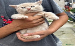 British Shorthair cats for sale: X BSH kittens - Image 8