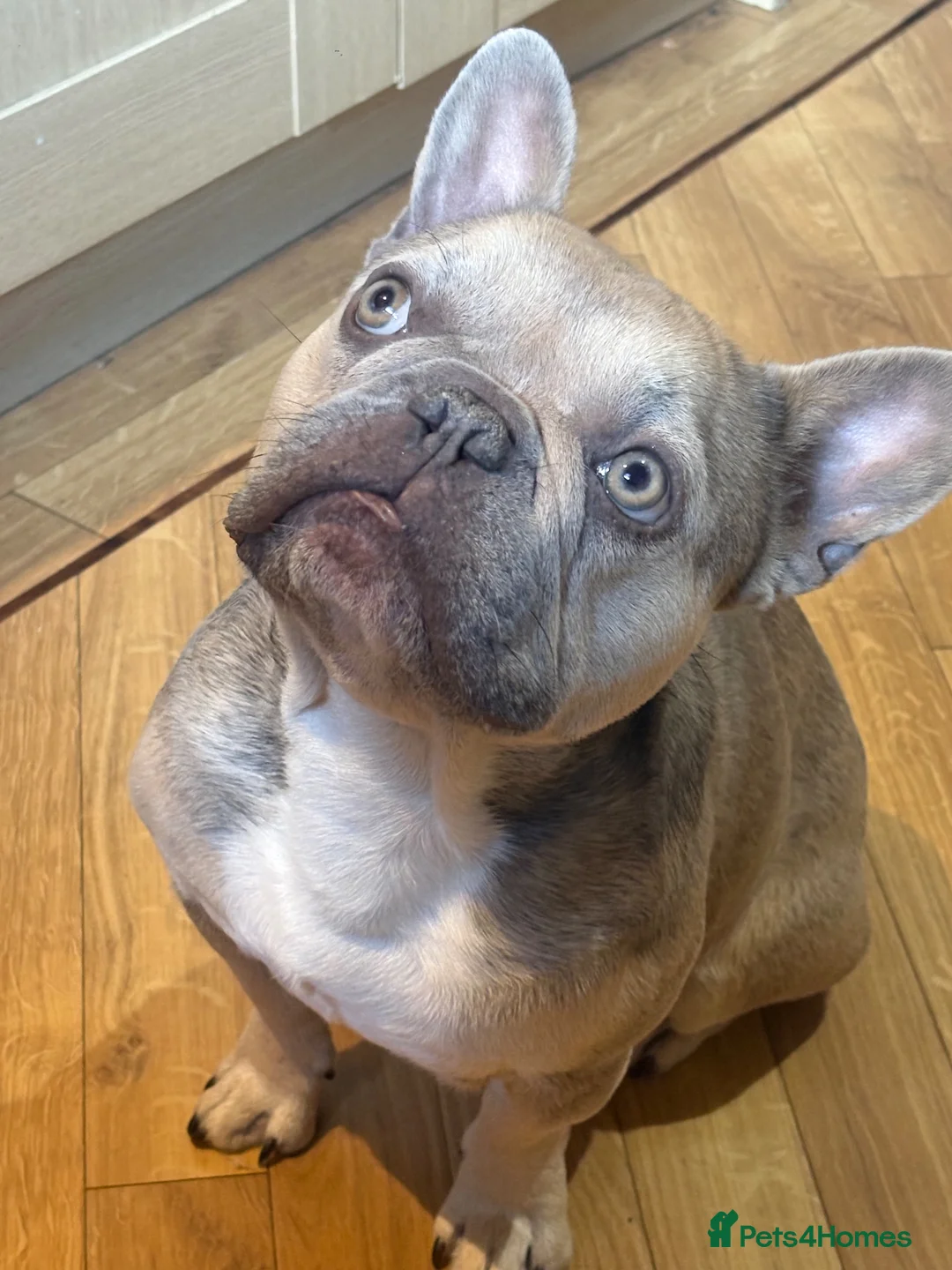 French Bulldog dogs for sale: French bulldog male - Advert 1