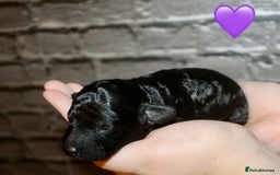 Cockapoo dogs for sale: Health tested Asian toy Cockapoo puppies  - Image 7