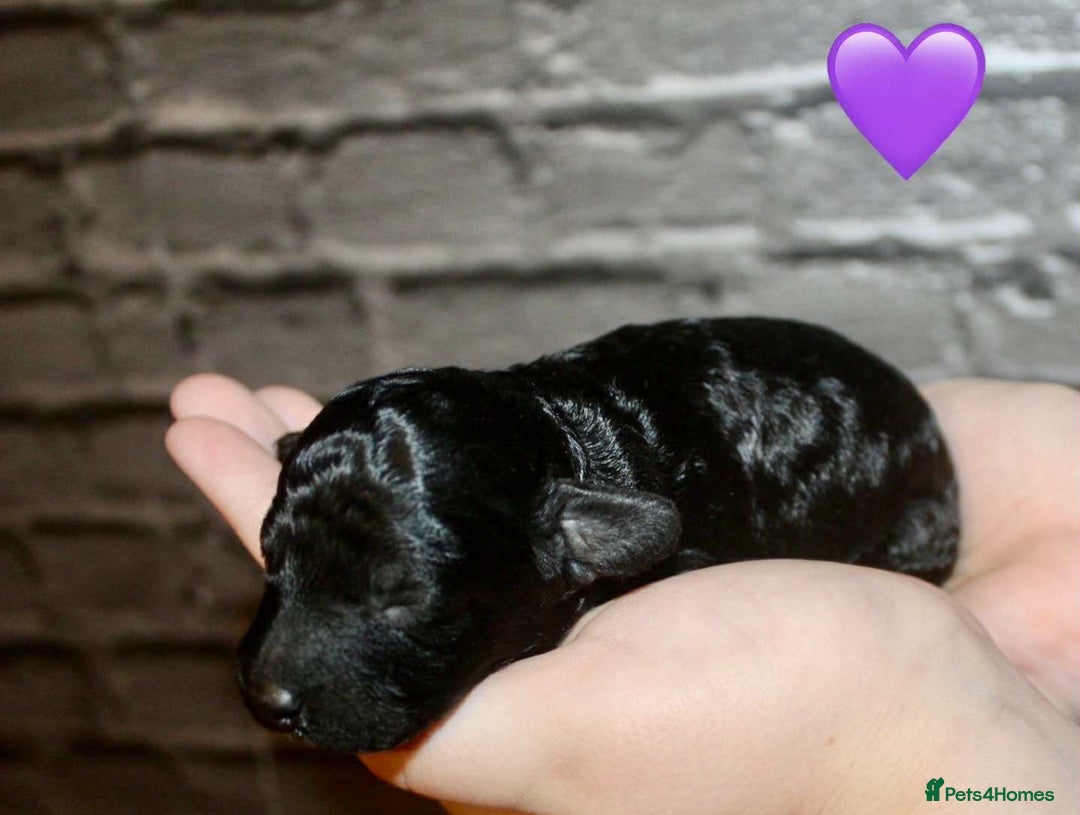 Cockapoo dogs for sale: Health tested Asian toy Cockapoo puppies  - Image 7