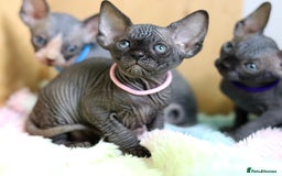 Sphynx cats for sale: Bloodline Sphynx Kittens  - Image 12