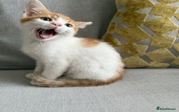 Mixed Breed cats for sale: Kittens for sale  - Image 8