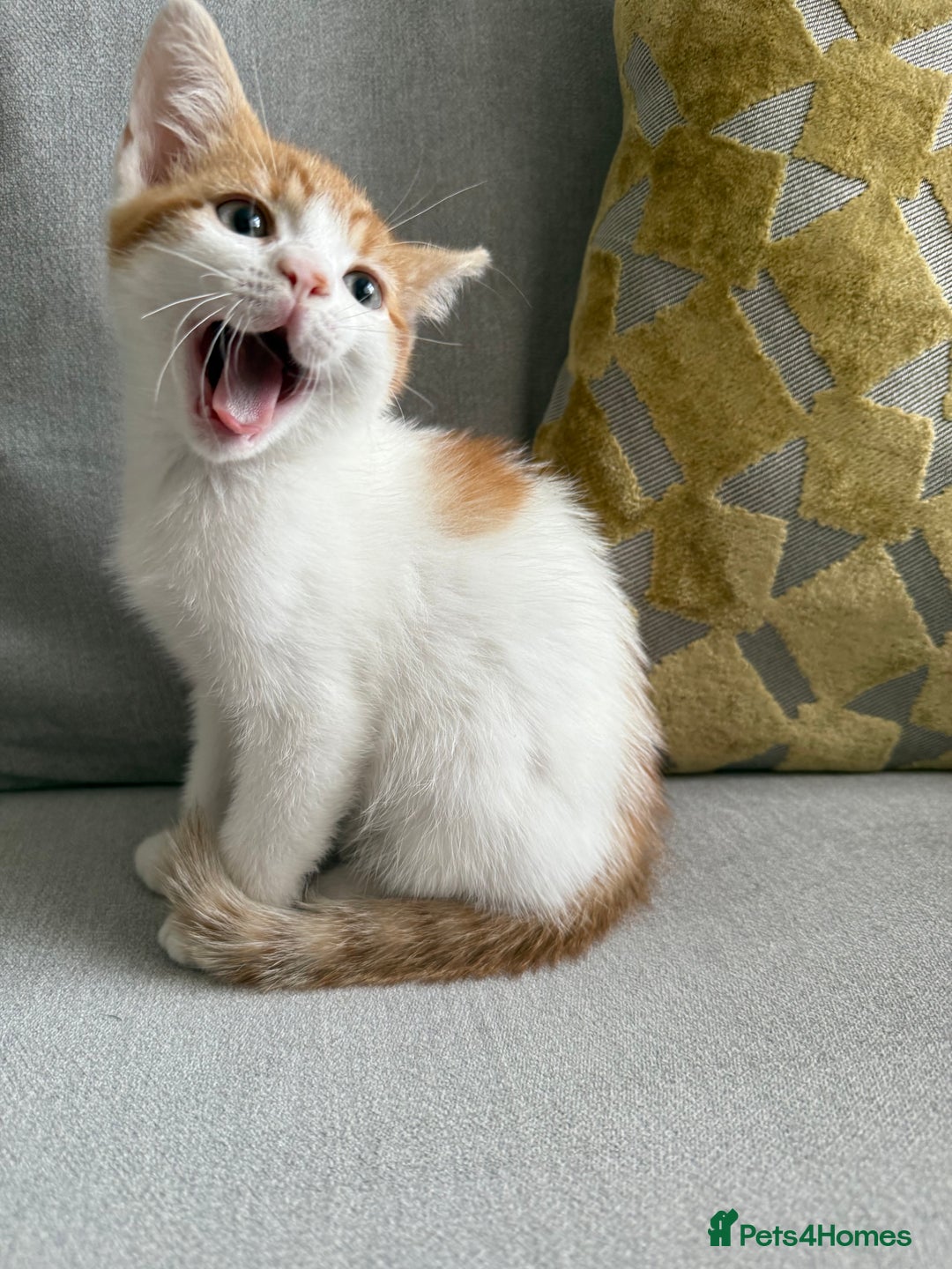 Mixed Breed cats for sale: Kittens for sale  - Image 8