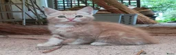 Mixed Breed cats for sale: ONLY ONE AMAZING, BEAUTIFUL, CLEVER, KITTEN LEFT - Advert 12