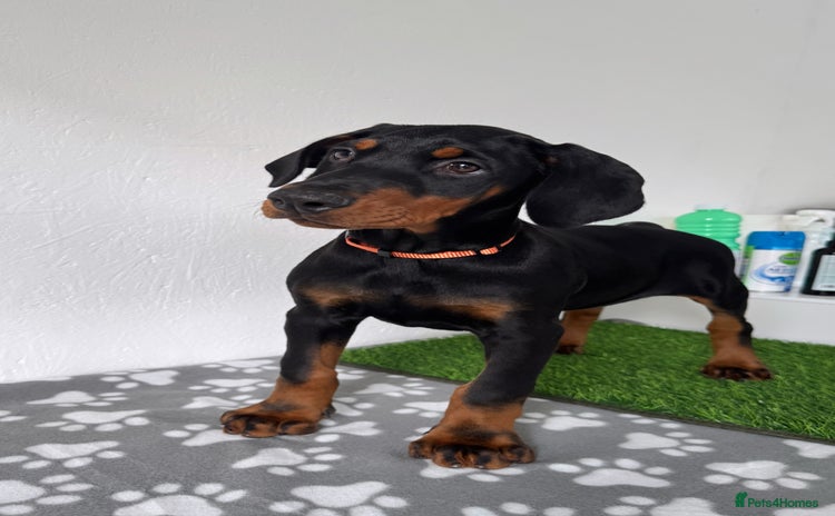 Dobermann dogs - Advert 1