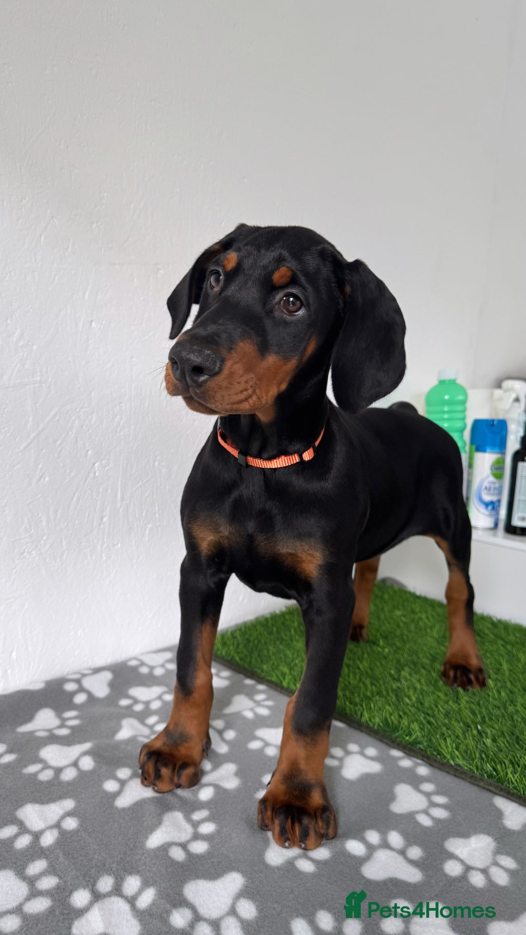 Dobermann dogs for sale: European Dobermanns - 1 Female Remaining *Reduced* - Image 5