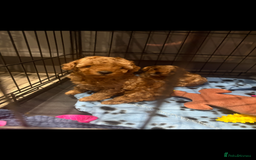 Toy Poodle dogs for sale: Last Toy Poodle girl 🐩 - Image 10