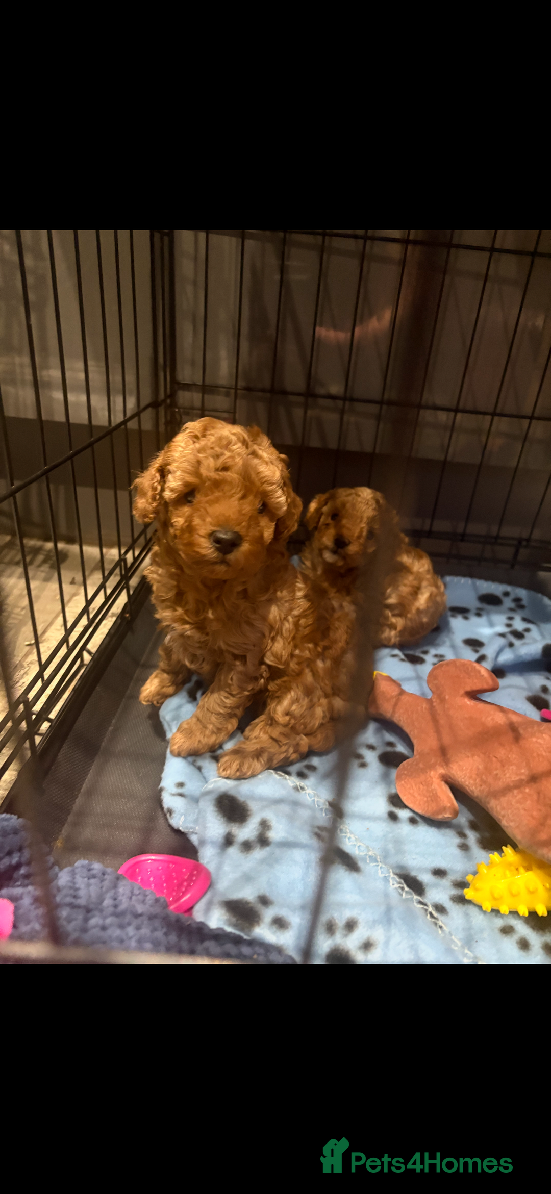 Toy Poodle dogs for sale: Last Toy Poodle girl 🐩 - Image 10