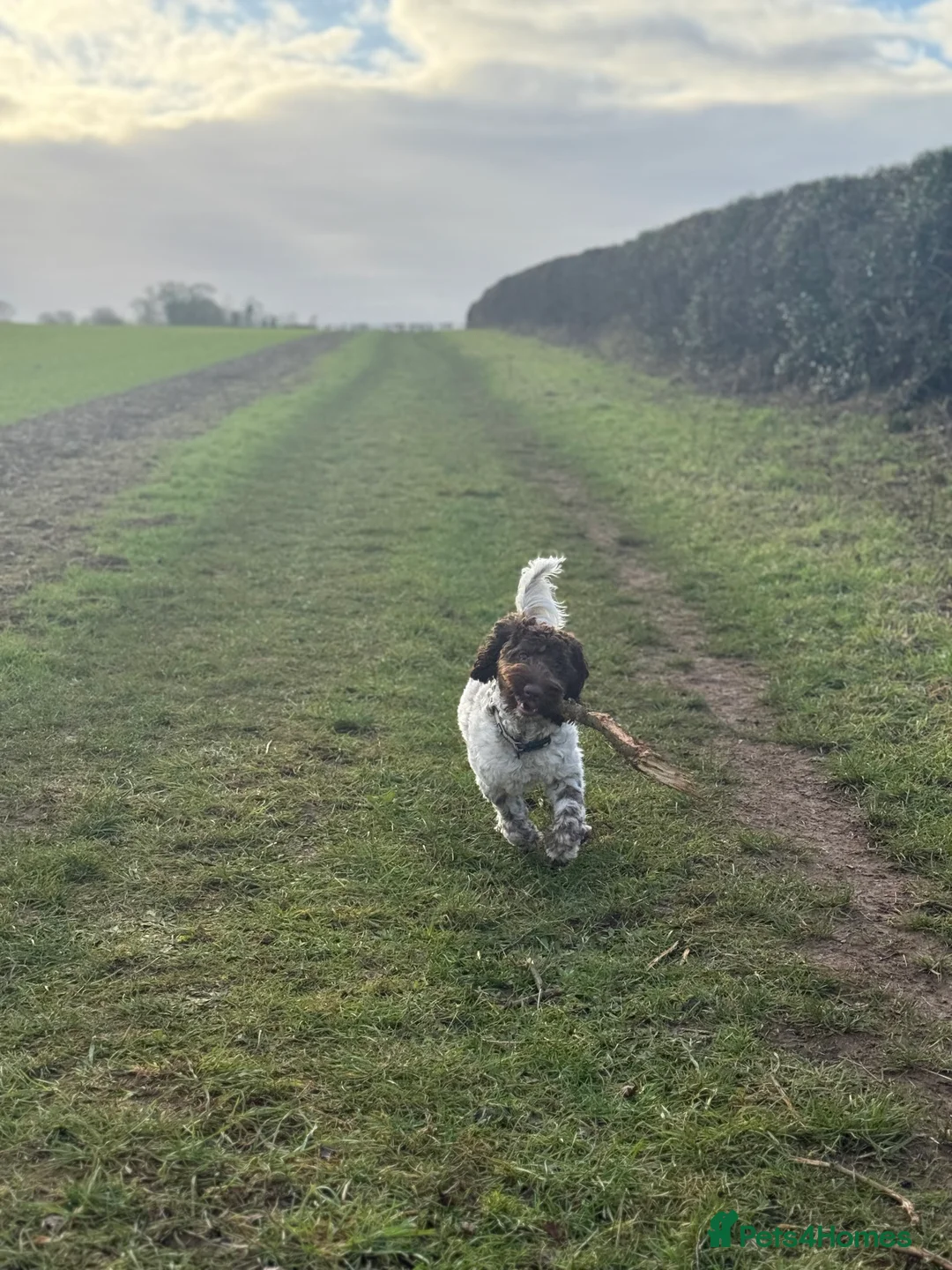 Cockapoo dogs for sale: Cockapoo for sale  - Advert 7