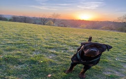 Rottweiler dogs for stud: Bear the Rottweiler - Image 2