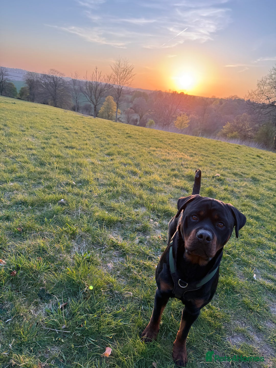 Rottweiler dogs for stud: Bear the Rottweiler - Image 2