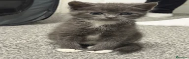 Mixed Breed Kitten 1