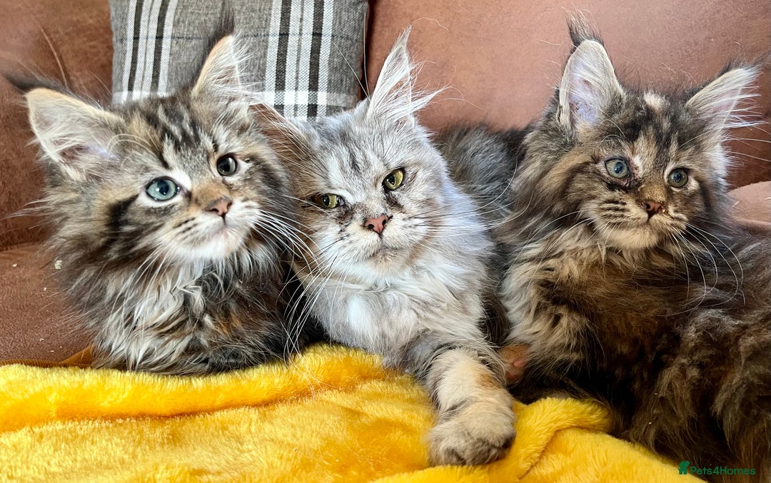 Maine Coon cats for sale: 2 Gorgeous Maine Coon Girl kittens - Advert 15