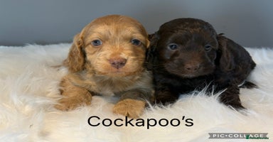 Cockapoo dogs - Advert 14