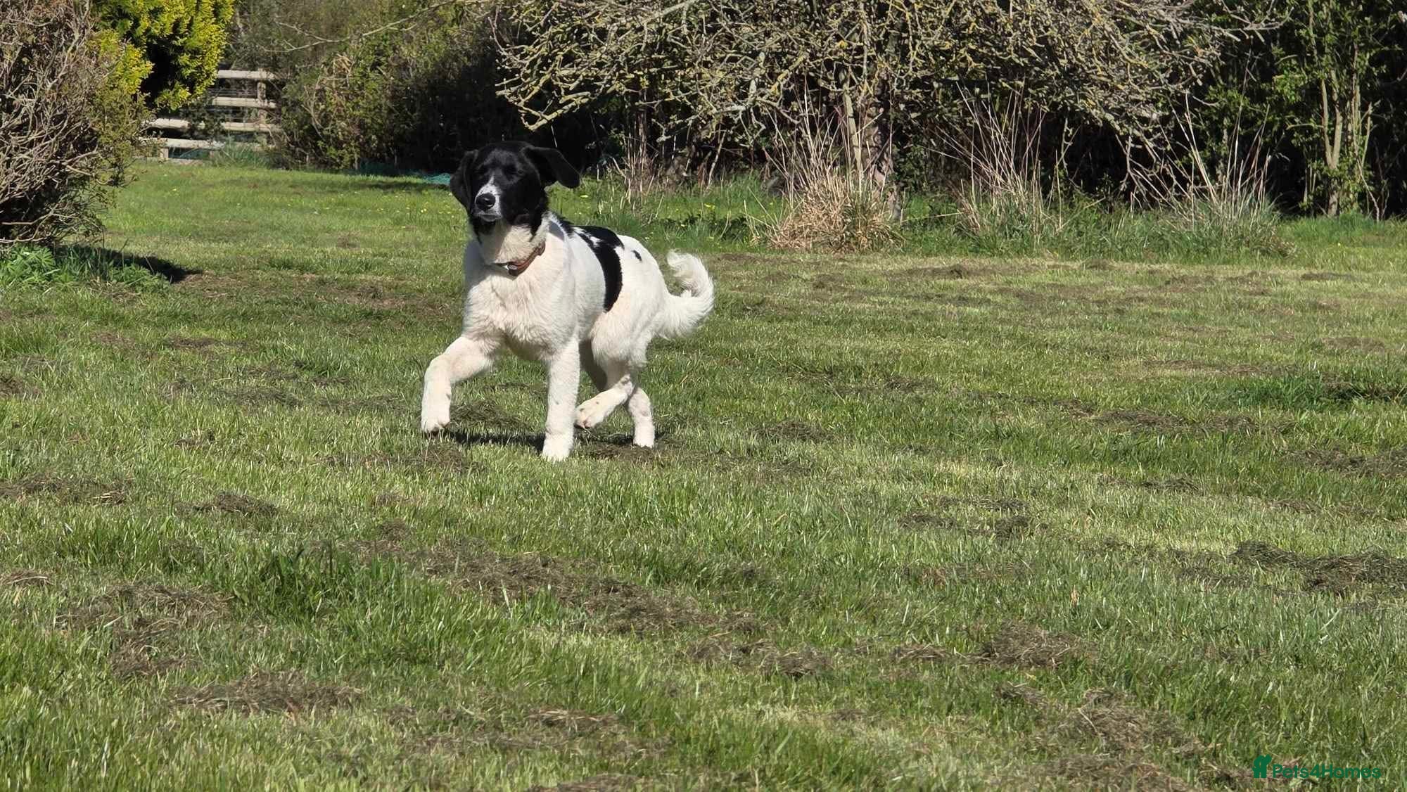 Mixed Breed dogs ANGEL by name & nature - new videos added 13/3 - Advert 7