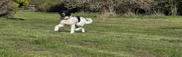 Mixed Breed dogs for adoption: ANGEL by name & nature - new videos added 13/3 - Advert 12