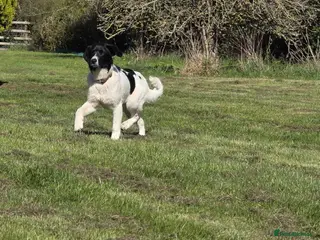 Mixed Breed dogs ANGEL by name & nature - new videos added 13/3 - Advert 6
