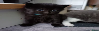 Mixed Breed Kitten 2