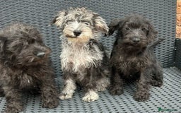 Mixed Breed dogs for sale: READY NOW MERLE SCHNOODLES HEALTH TESTED  in Tipton - Image 1