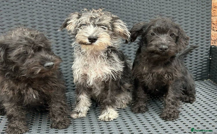 Mixed Breed dogs in Tipton - Advert 7