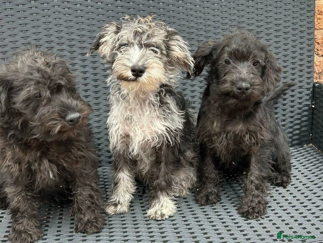 Mixed Breed dogs for sale: READY NOW MERLE SCHNOODLES HEALTH TESTED  in Tipton - Image 1