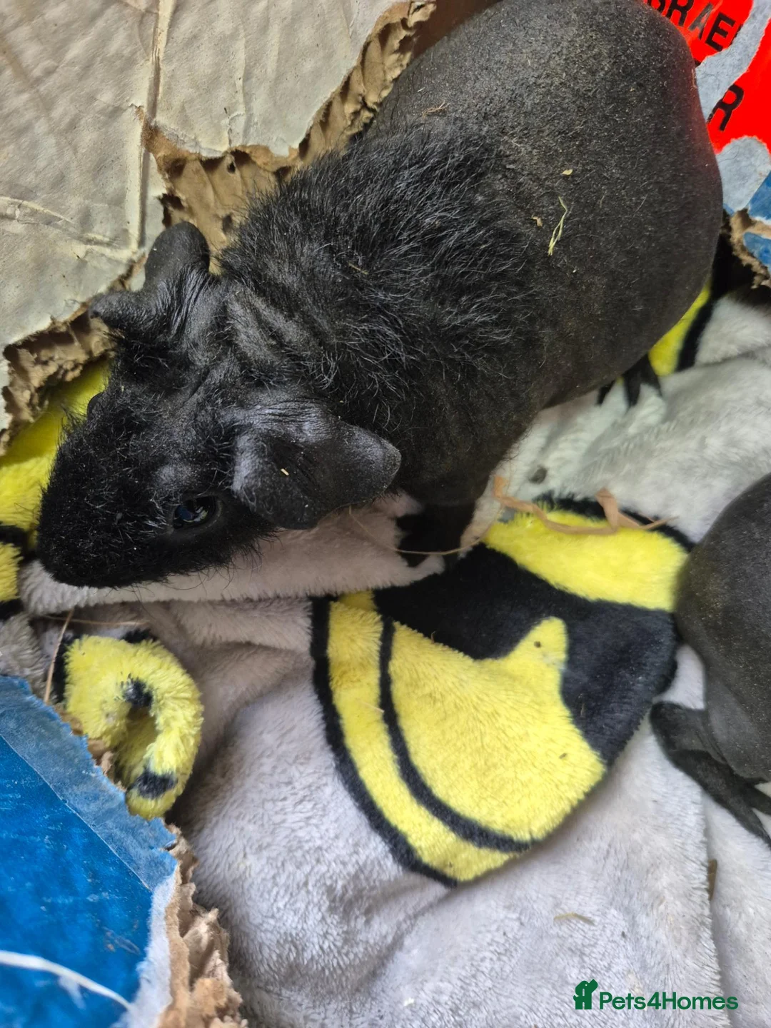 Guinea Pig rodents for sale: REDUCED Pair of Baby Female Skinny Pigs For Sale  - Advert 4