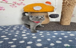 British Shorthair cats for sale: Gccf British Shorthair kittens  - Image 11