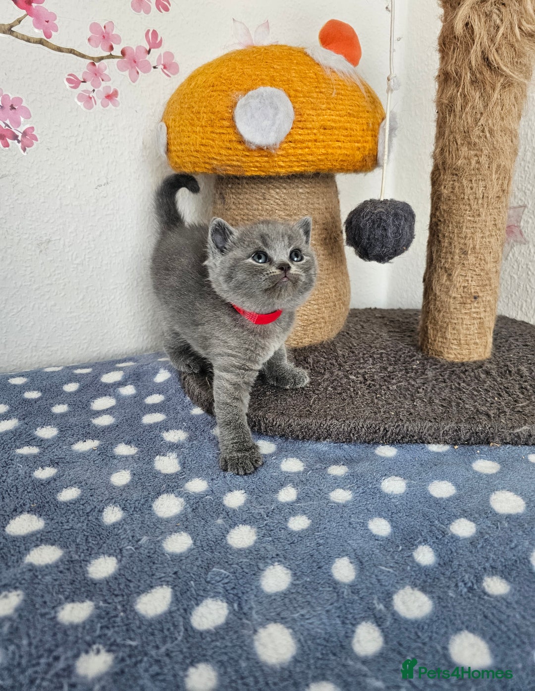 British Shorthair cats for sale: Gccf British Shorthair kittens  - Image 11