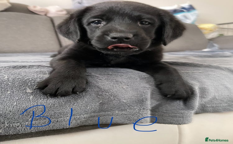 Labrador Retriever dogs - Advert 16
