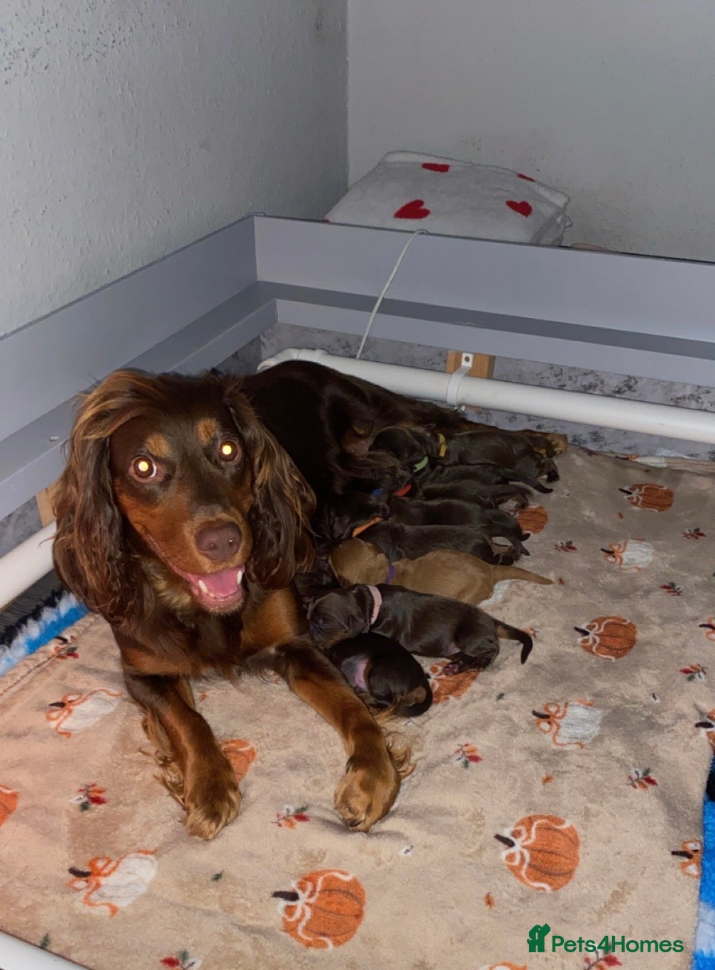 Cocker Spaniel dogs Beautiful litter - working cocker spaniels ❤️ - Advert 3