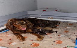 Cocker Spaniel dogs for sale: Beautiful litter - working cocker spaniels ❤️ - Image 1