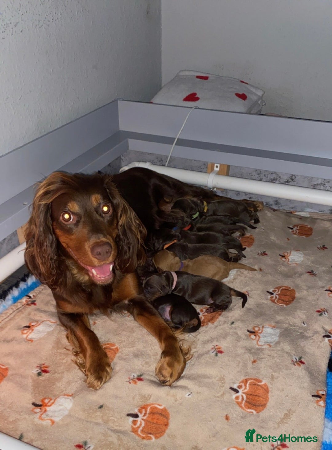 Cocker Spaniel dogs for sale: Beautiful litter - working cocker spaniels ❤️ - Image 1