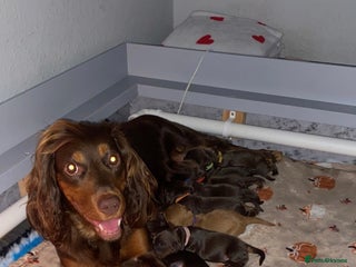 Cocker Spaniel dogs for sale - Advert 1