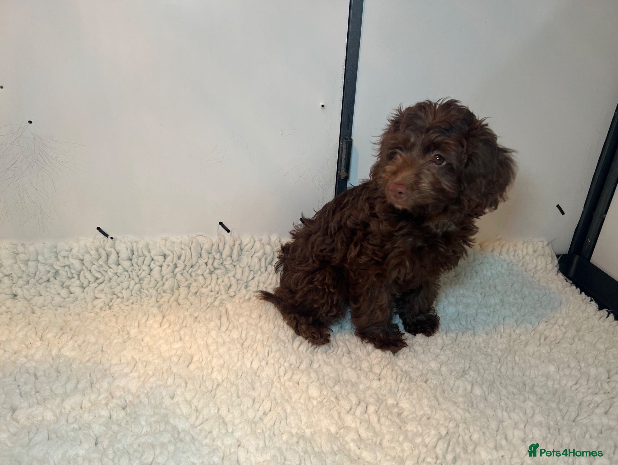 Cockapoo dogs F1 Cockapoo - Advert 2