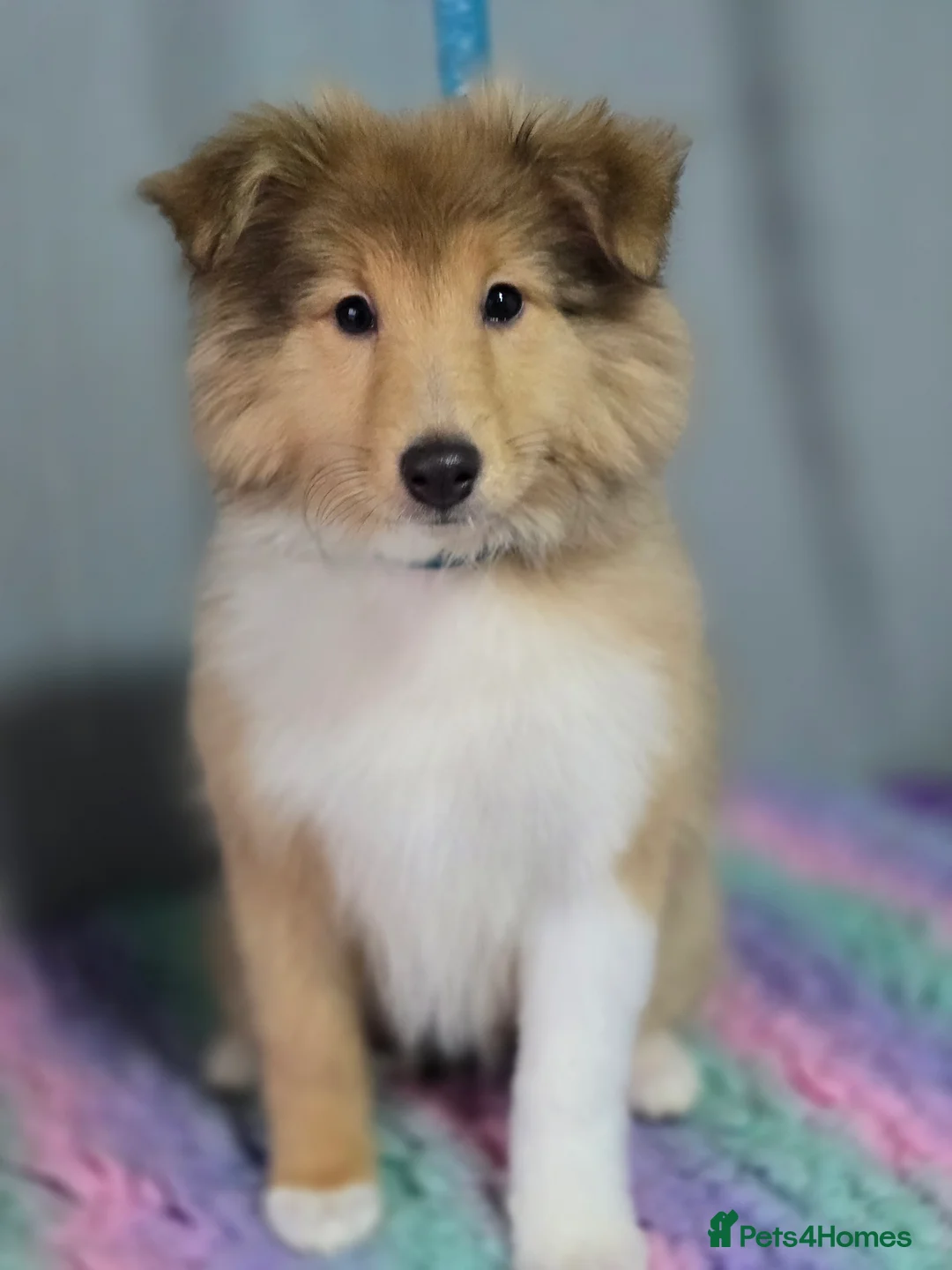 Shetland Sheepdog dogs for sale: 1 Shetland sheepdog puppy girl - Advert 1