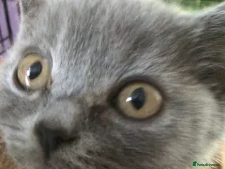 British Shorthair cats Beautiful British blue kittens - Advert 4