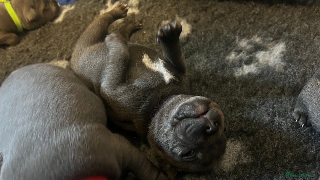 Staffordshire Bull Terrier dogs for sale: Blue Staffordshire Bull Terrier KC Registered  - Advert 7