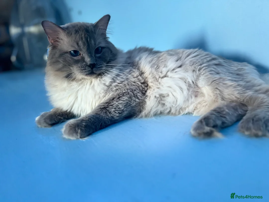 Ragdoll cats for stud: GCCF registered Ragdoll stud in Stoke-on-Trent - Advert 23