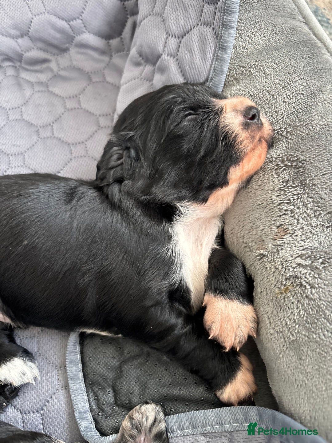 Cocker Spaniel dogs for sale: Cocker spaniel boys  - Advert 6