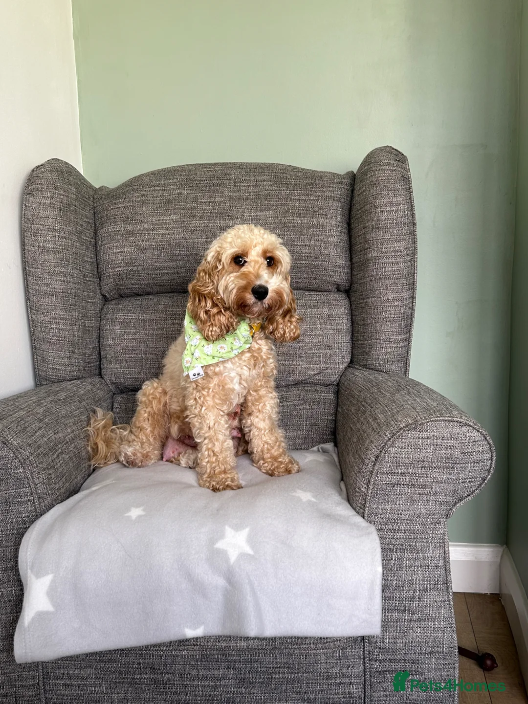 Cockapoo dogs for sale: Beautiful litter of cockapoo puppies ❤️ - Advert 2