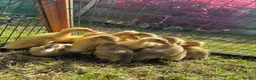 Ducks poultry for sale: Indian Runner Ducklings  - Advert 3