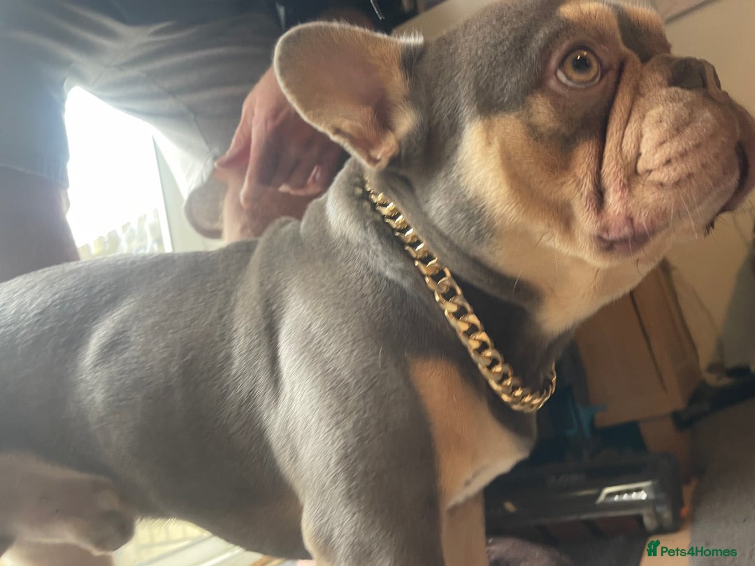 French Bulldog dogs for sale: French bulldog, male , Dexter - Advert 4