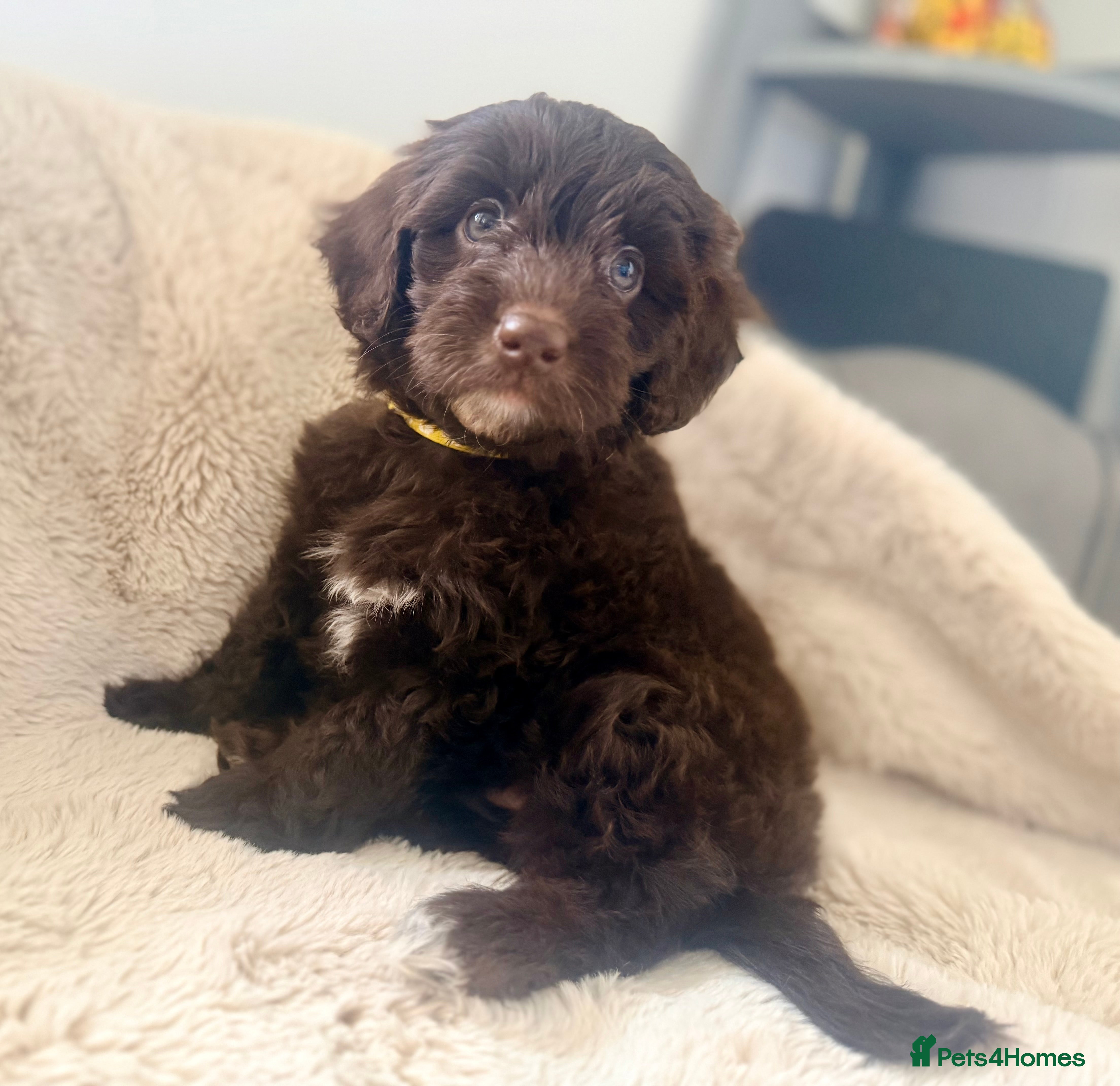 Cavapoo dogs Stunning F1b Cavapoo Puppies – 6 Girls & 2 Boys - Advert 1