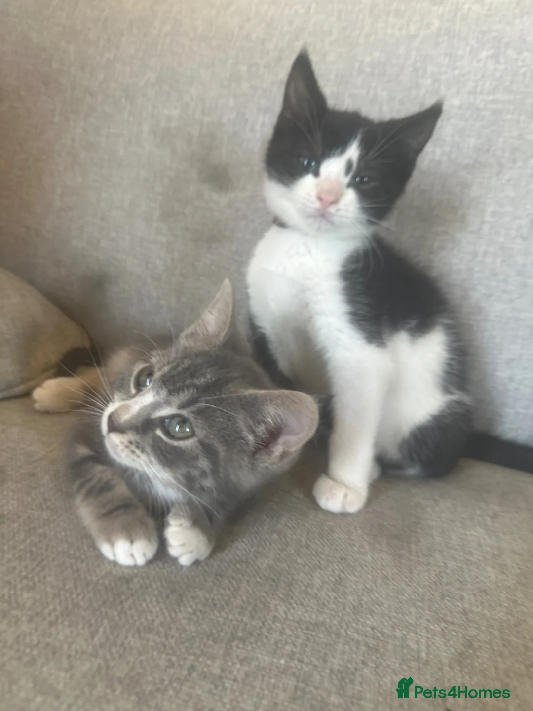 Bengal cats for sale: 2 male kittens 7weeks old - Advert 1