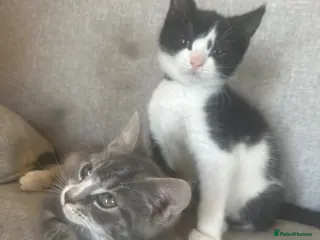 Bengal cats 2 male kittens 7weeks old - Advert 9