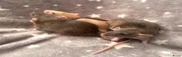 Rat rodents for sale: Baby Dwarf Dumbo Rats-Male and Female  - Advert 5