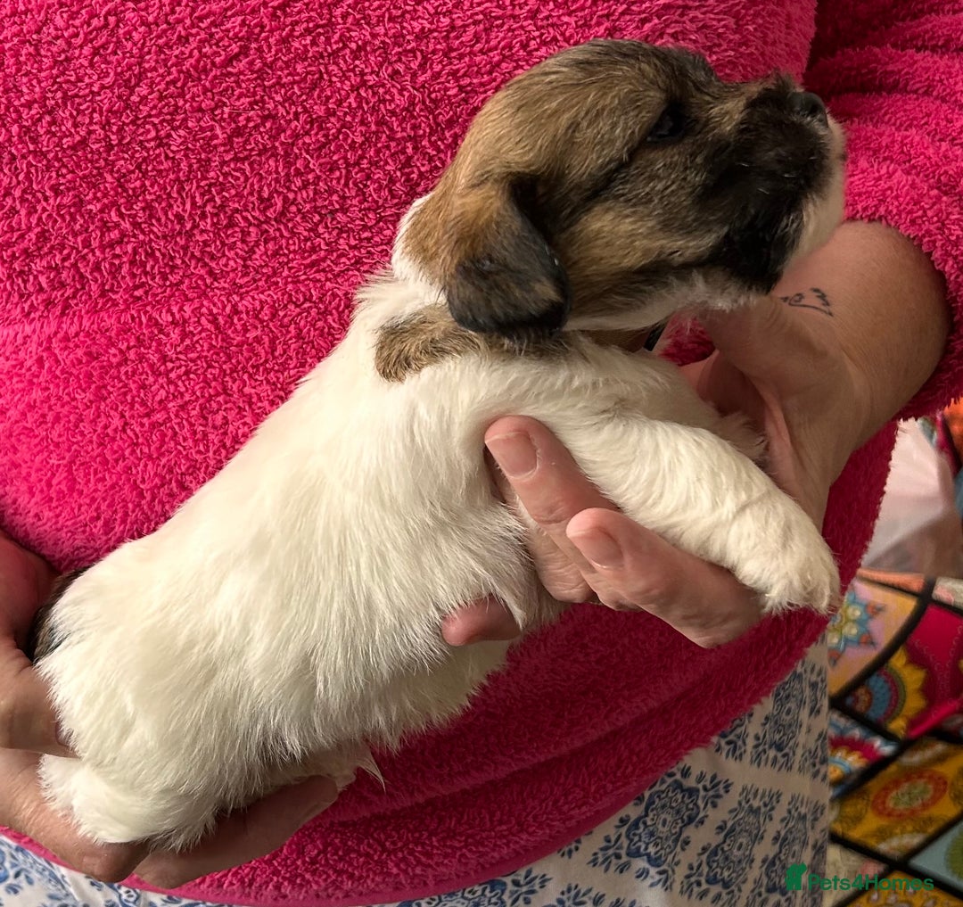 Jack Russell dogs for sale: Pedigree Jack Russell Terriers - Image 9