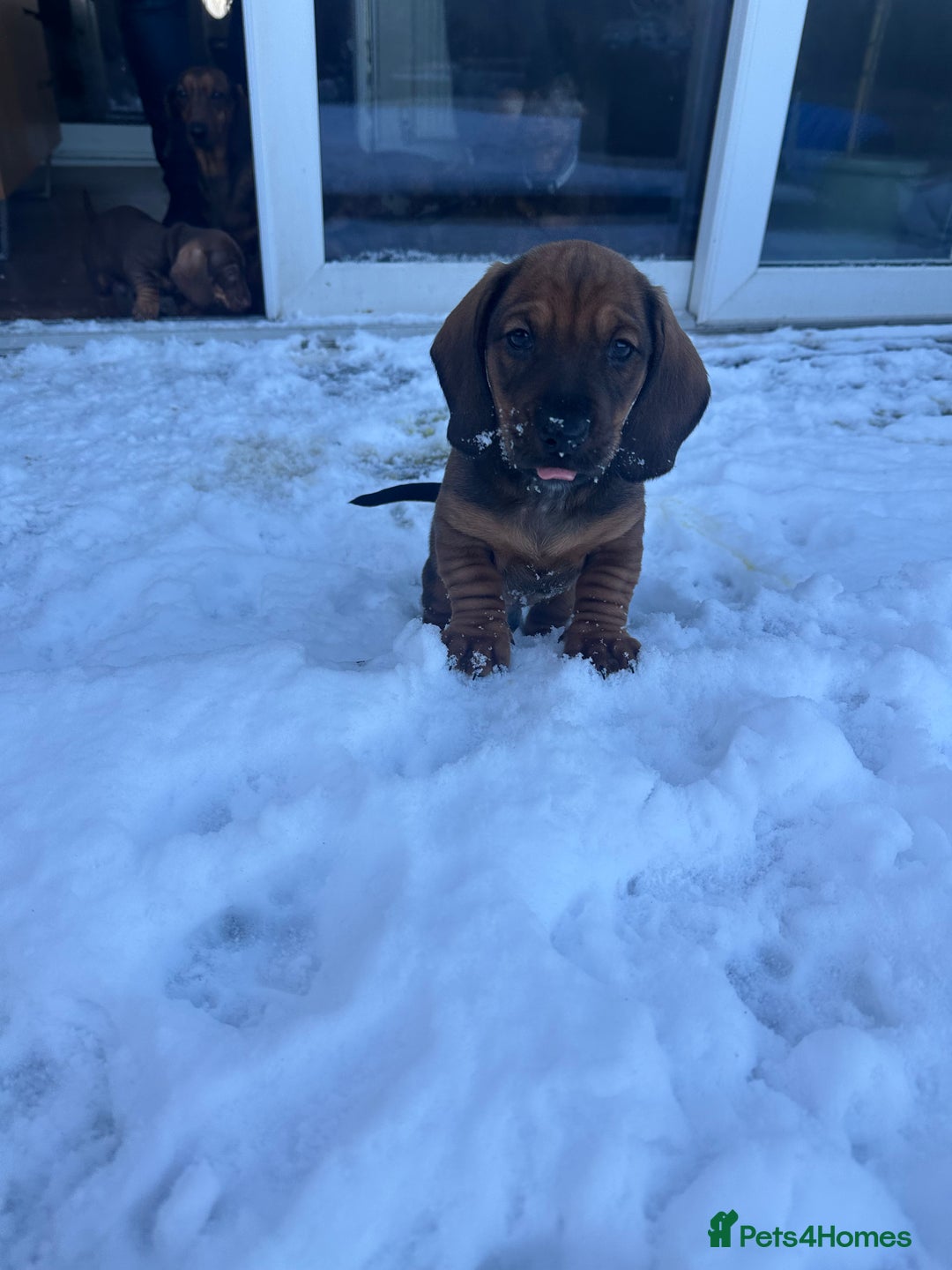 Dachshund dogs for sale: 3x Dachshund Puppies - Advert 4