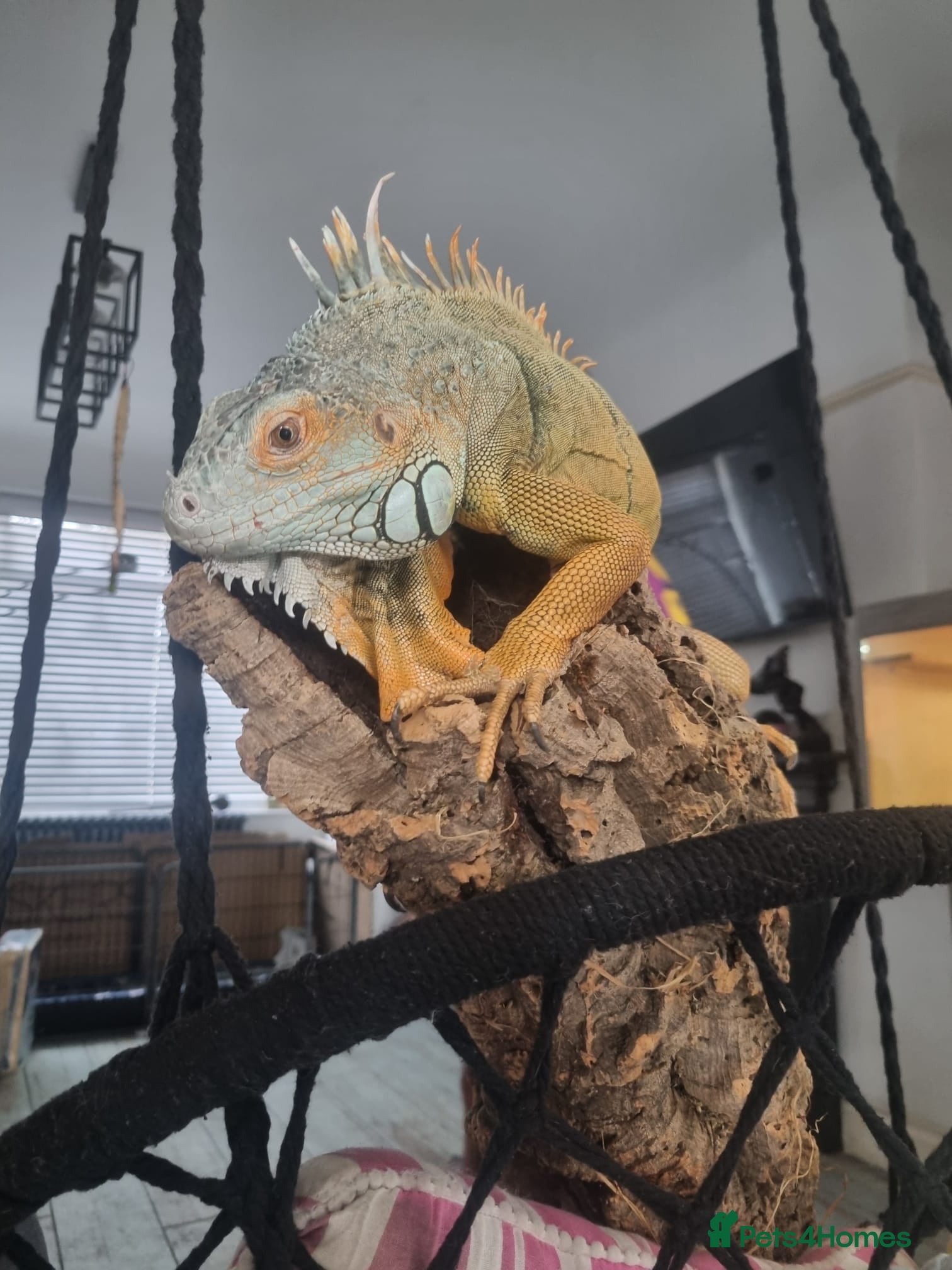 Iguana reptiles Iguana - Advert 1